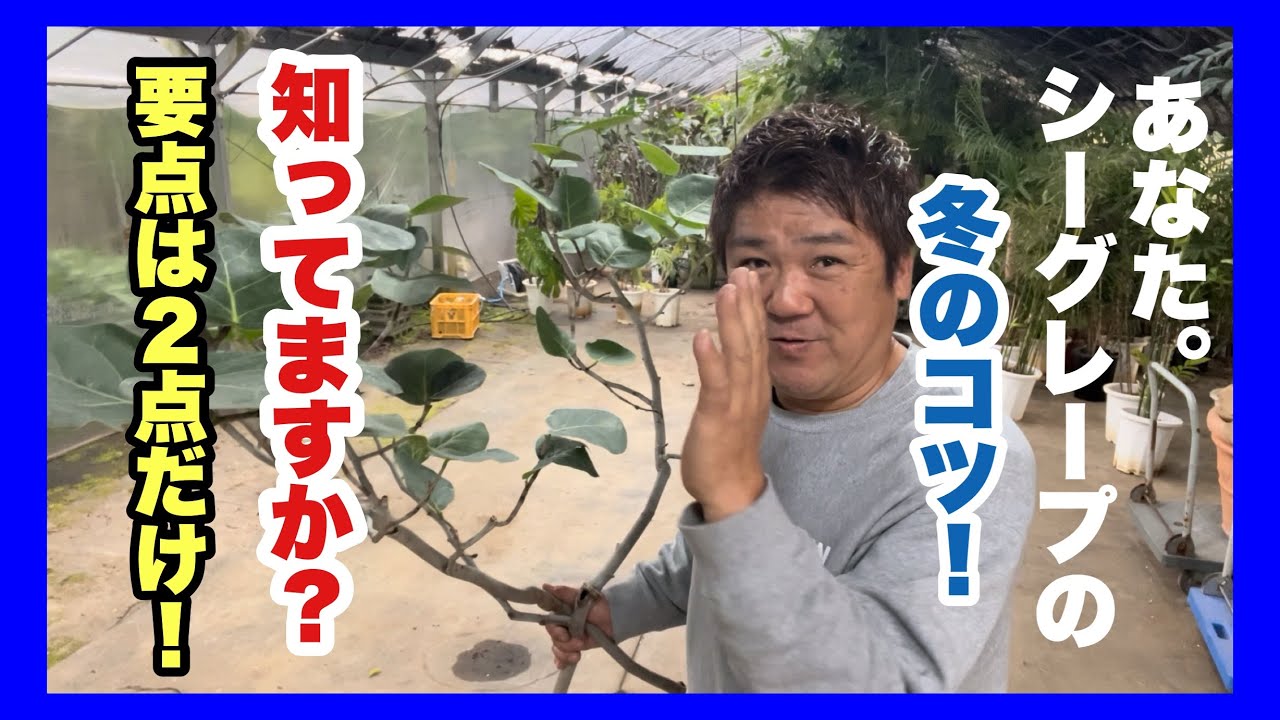 シーグレープを冬に育てるにはコツが2点！コレを守れば冬のシー
