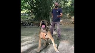 Cruzamento programado há mais de um ano.