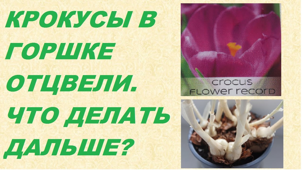 Крокус после взрыва. Крокусы отцвели в горшке что делать дальше. Крокус отцвел в горшке что делать дальше в домашних условиях. Крокусы дома в горшке отцвели что делать. Что делать с крокусами после цветения.