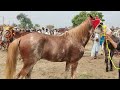 beautiful horse for sale new update new video