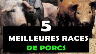 Les Races de Porc qui rapportent beaucoup aux éleveurs [Elevage des porcs - Top 5]