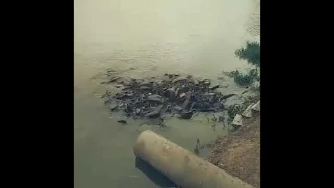 Скопление рыб