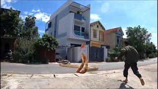 Emergency call. A tense manhunt ensues as two ferocious king cobras hide in a roadside villa.