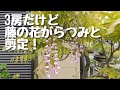 3房だけど藤の花がらつみと剪定！