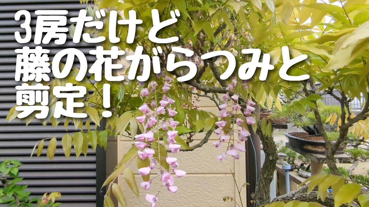 3房だけど藤の花がらつみと剪定！