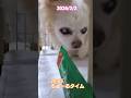 2026/2/2 ちゅーるタイム