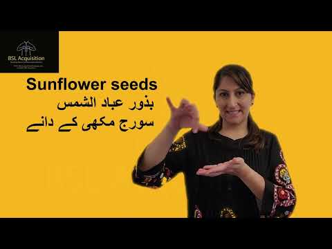Nut Arabic and Urdu