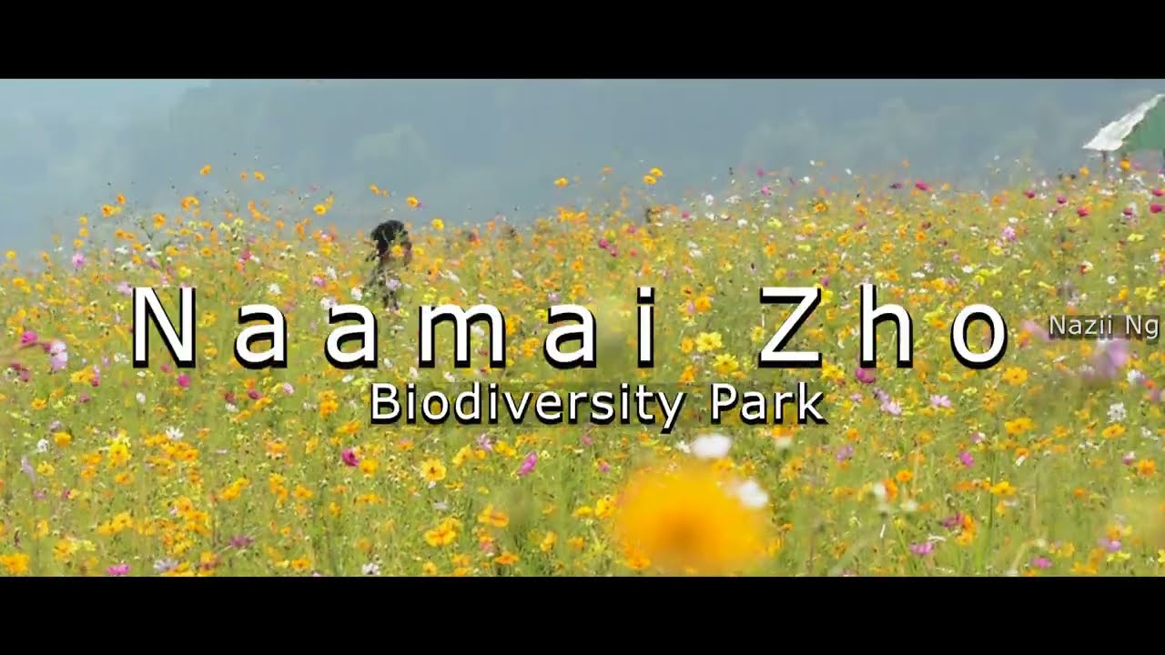 Naamai Zho: Cosmos Flower Peak Season | Cinematic (Full HD)