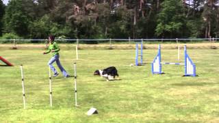 Australian Shepherd ASCA agility