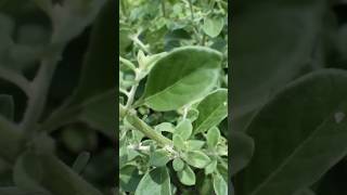 శరీరం లో చెత్త ను శుభ్రం చేసే మొక్క ☝️🌿🌱☘️ | #ayurvedictips #mokkalu #naturalmedicine
