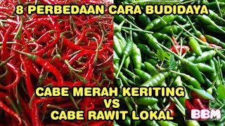 8 Perbedaan Cara Budidaya cabe merah keriting dengan cabe rawit lokal | Belajar Bertani Mandiri