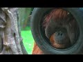 Развлечения орангутанов: дебош, картины и ТВ 🐵