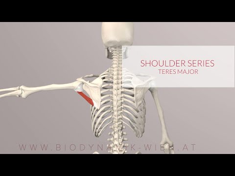 Teres Major: Shoulder Series, Part 8 (3D Animation)