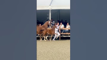 Harness filly Vera VB (Nicolei VB x Eebert) bred by M. Van Bruggen, 2025