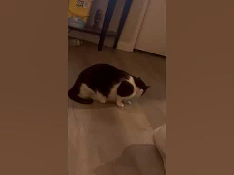 Alfred eats a shrimp - YouTube