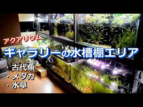 アクアリウムギャラリーの水槽棚エリア 池 ポリプテルス メダカ 水草 Youtube
