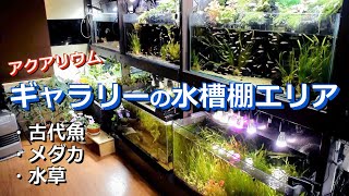アクアリウムギャラリーの水槽棚エリア 池 ポリプテルス メダカ 水草 Youtube