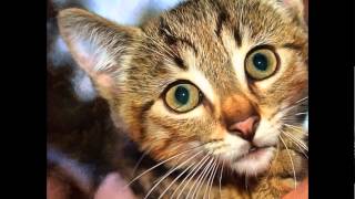 Cats Baby Animals - Public Domain Images. Stock Free Images.