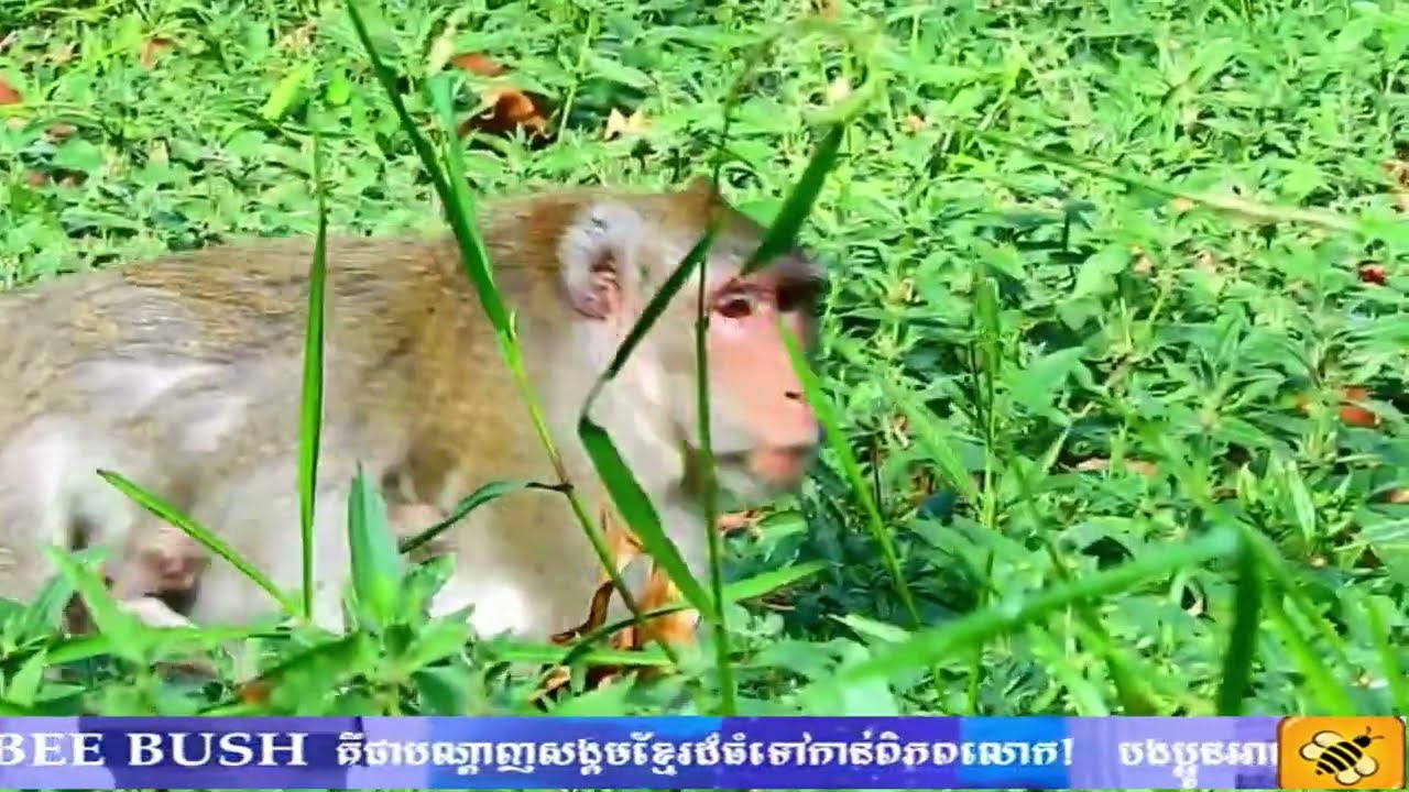 SON Sara got Breas feeding from mommy juliiiii 