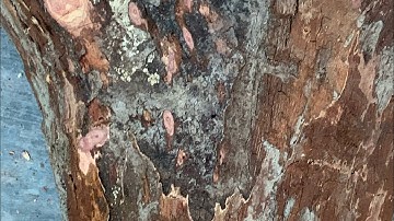 GL gốc cẩm chỉ krôngpa đặc tịt tinh lõi 28kg đục tiện đều víp ạ giá lh0338918991 thương gỗ quý