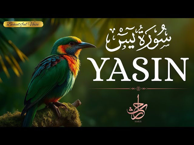 Surah Yaseen (Yasin) سورة يس | Ultimate Relaxing Quran Will Touch Your Heart إن شاء الله 