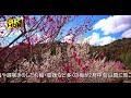 【8K HDR】赤塚山公園梅まつり　PQ　高性能スマホでご覧ください