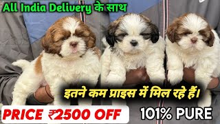 Shihtzu Puppies Available For Sale in Delhi | Delivery Available | Beautiful Shihtzu Dog |Dog Market