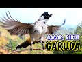 The Best Sound of the Garuda Gacor Kutilang for Mastering and Attracting