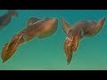 Squids Breeding in Kelp Seas | Blue Planet | BBC Earth