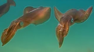 Strange and unusual life inhabits the plankton rich seas of the underwater kelp forests. Watch this short video from BBC natural 