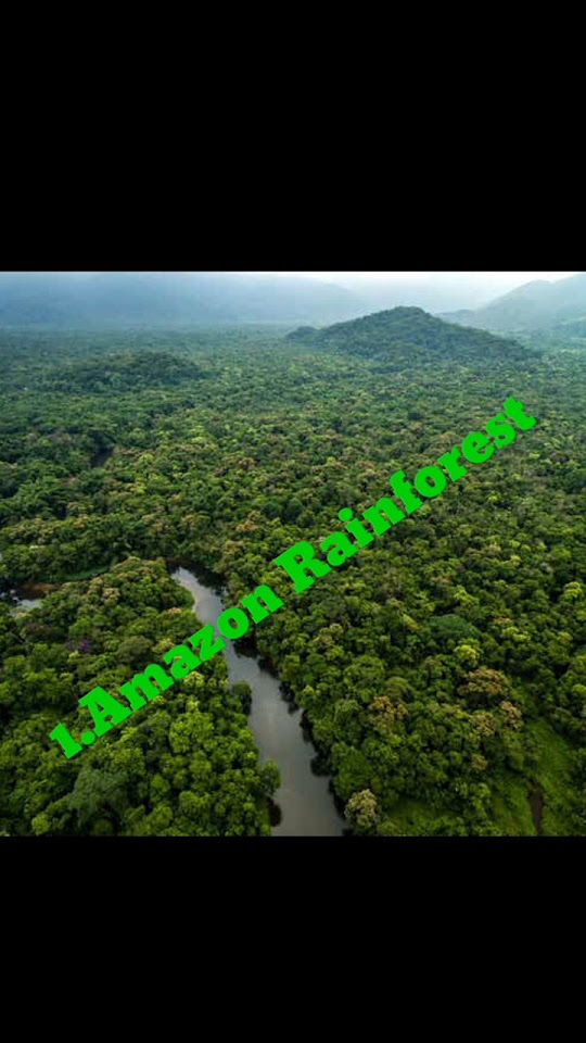 top-10-largest-forest-in-world-youtube