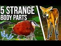 5 Animals With Strange Body Parts