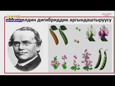 Video: Организмдин генотиби эмнени билдирет?