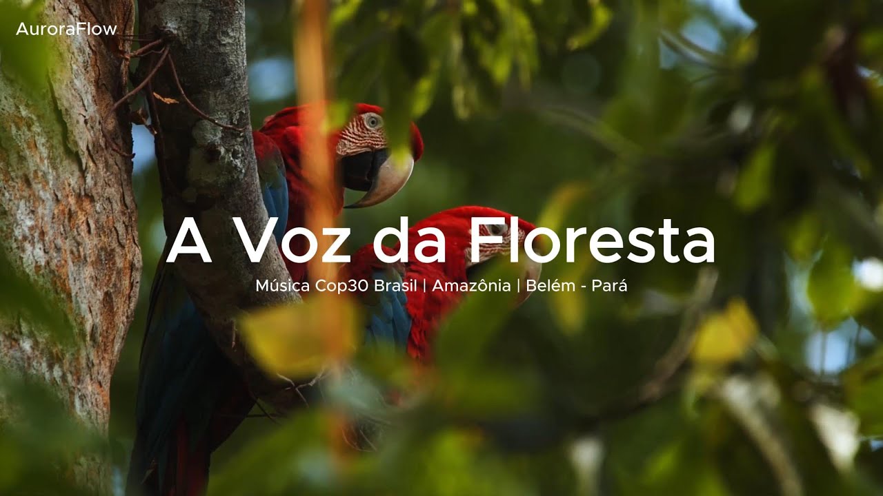 A Voz da Floresta | Música Cop30 Brasil | Amazônia | BELÉM PARÁ