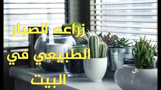 كيفيه زراعه الصبار الطبيعي في البيت