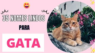 35 NOMES LINDOS PARA GATO FÊMEA