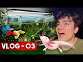 AXOLOTL SON DURUM ! BALIKLAR DOĞURDUU !!! ( biirrr sürü yeni yavru ) - VLOG 03