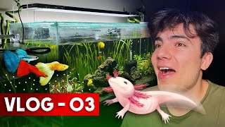 AXOLOTL SON DURUM ! BALIKLAR DOĞURDUU !!! ( biirrr sürü yeni yavru )  VLOG 03