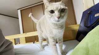 SPとして息子の身の安全を確保する猫