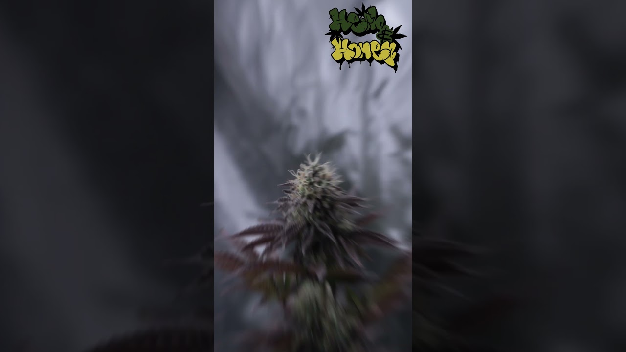 Runtz x Layercake 🫐🍰