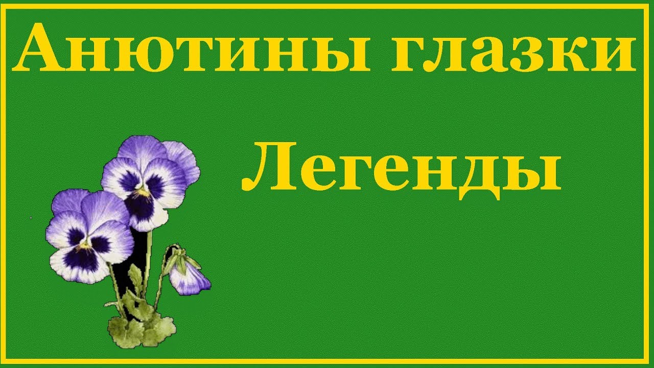 Анютины глазки легенда. Миф про Анютины глазки. Анютины глазки Легенда о цветке. Легенда о цветах Анютины глазки. Легенда о растении Анютины глазки.