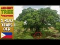 FOUND THE OLDEST LIVING TREE In Philippines (Negros Must See)