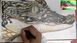 How to Draw Crocodile Face | Crocodile Drawing by Aditya