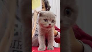 Kübra Ve Sevimli Kedisi Pamuk