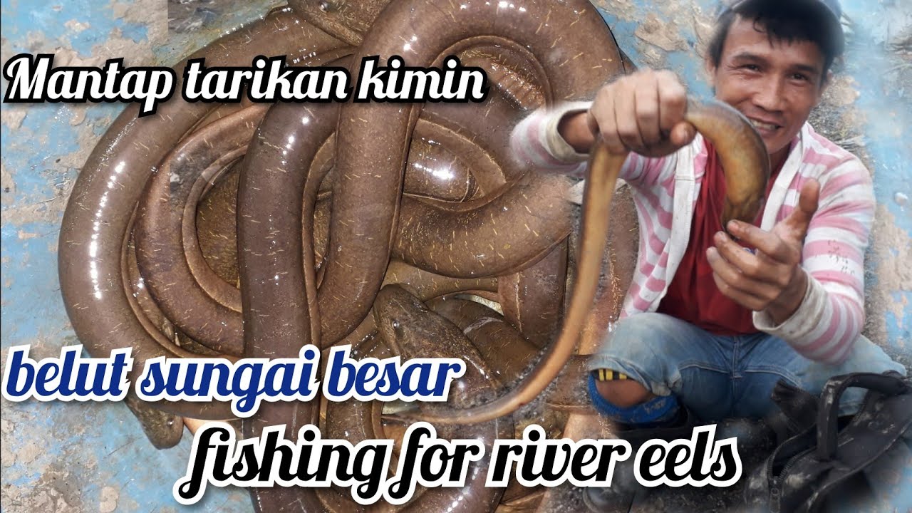 🔴fishing for river eels//river eel - YouTube