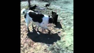 Midnight wants the stick by Heidi Giblon 26 views 12 years ago 1 minute, 5 seconds