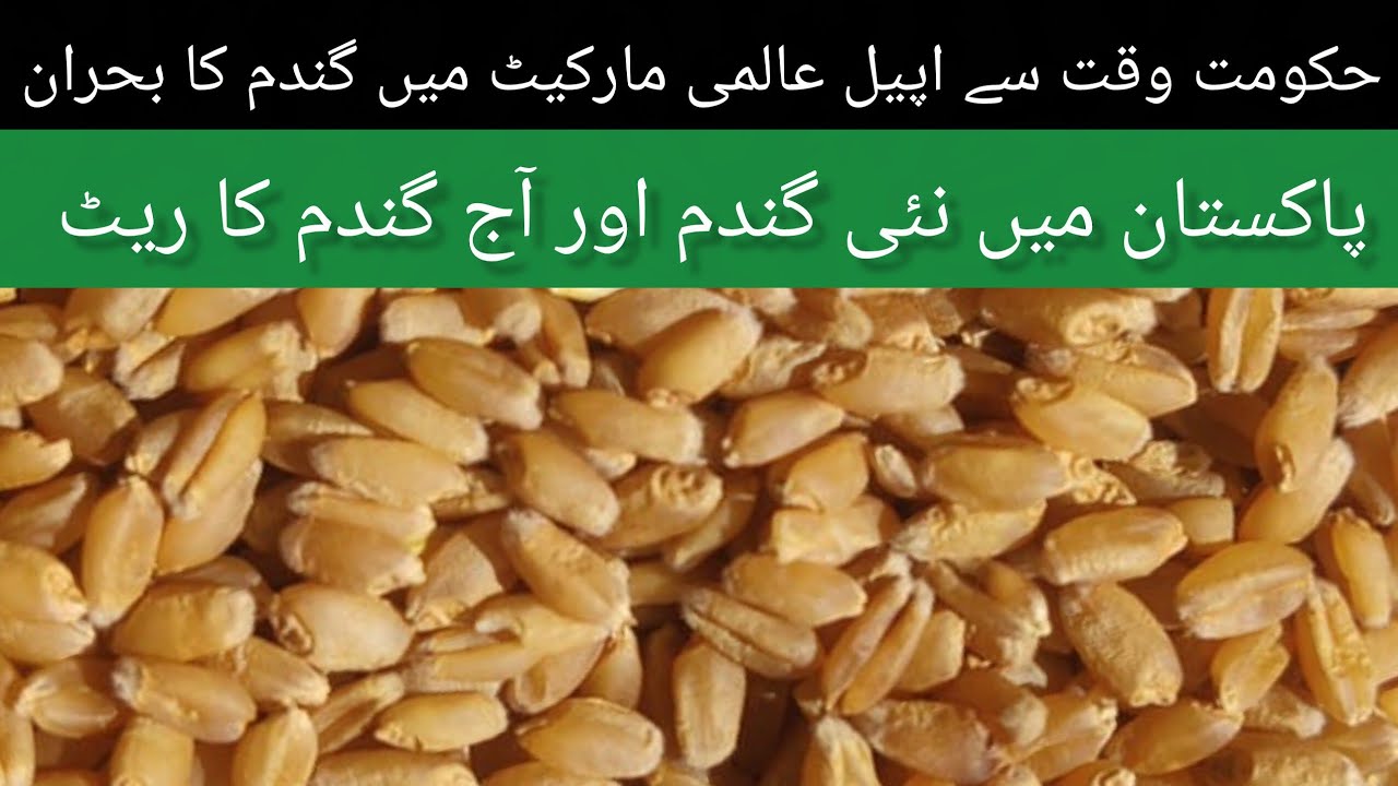 Wheat Price Today Pakistan 2026 | Gandum Rate Today | Global Wheat ...
