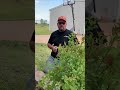 Planting a bush