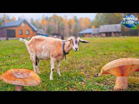 Осень на лесном хуторе. Подготовка к зиме и к длительному отъезду