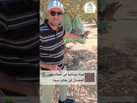 بشاير سيوة تحصد أفضل تمور المجدول فى جمهورية مصر العربية المطابق للمواصفات الأوربية بشاير سيوة